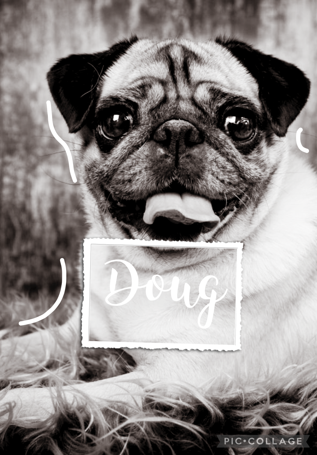 Doug is not my pug, just so you know!