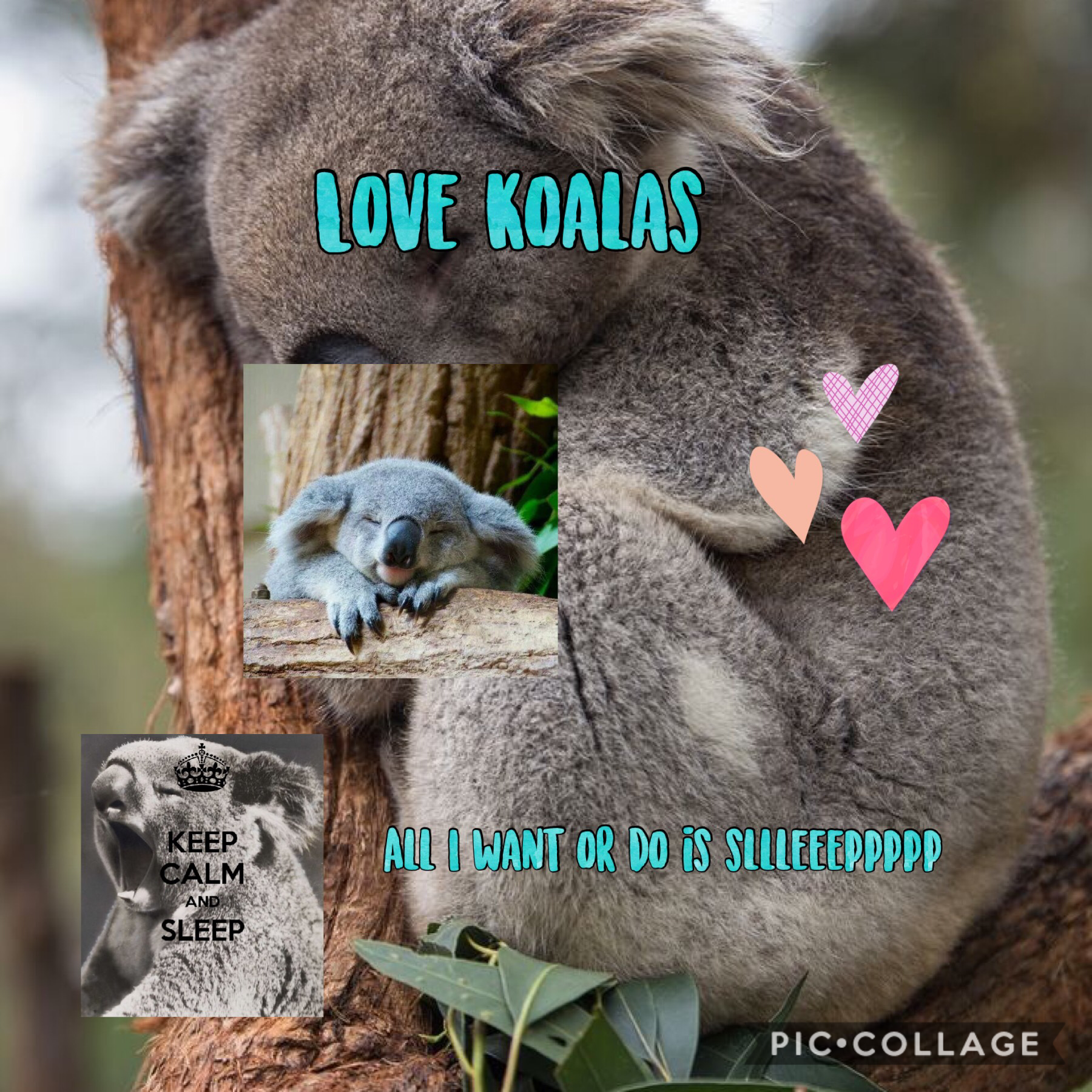 Love koalas 🐨 