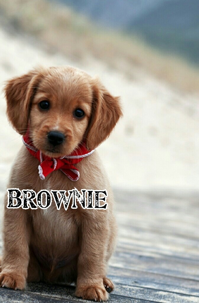 Brownie
contest 