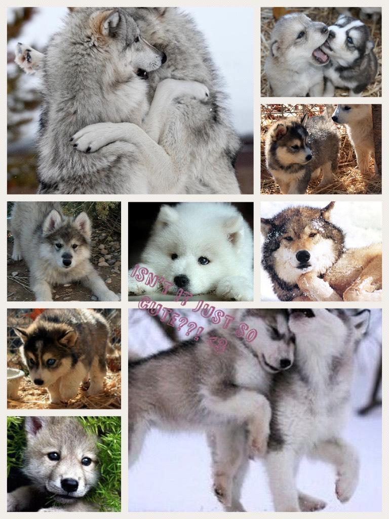 I love wolves a lot so I made this coll-
age.Woof!😍😘😘😘