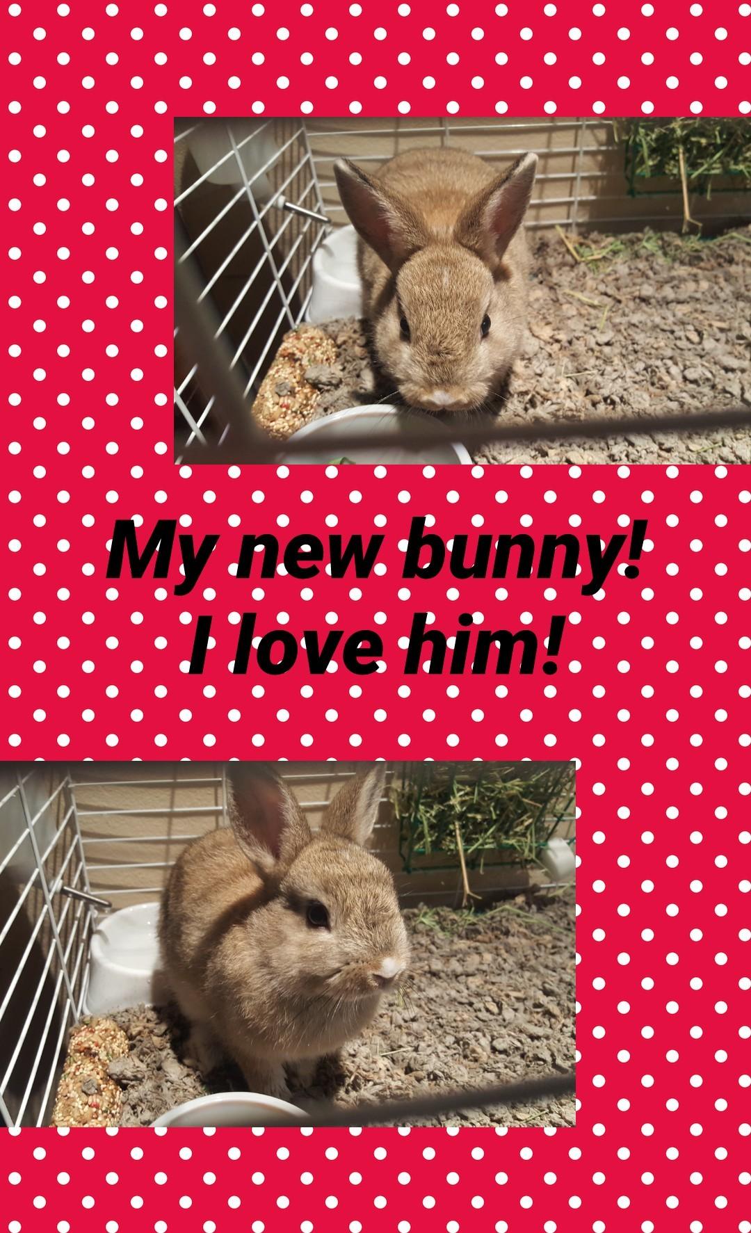 My new bunny!
I love him!