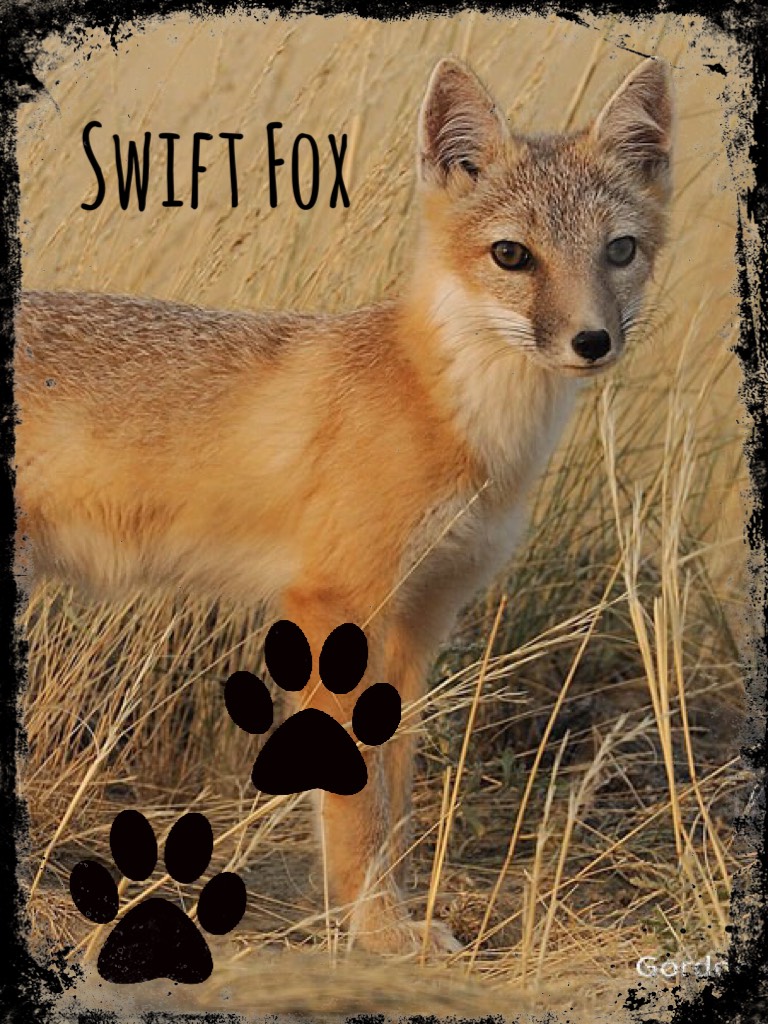 Here’s A Collage I Did Of One Of My Theriotypes!
~Swift Fox🦊