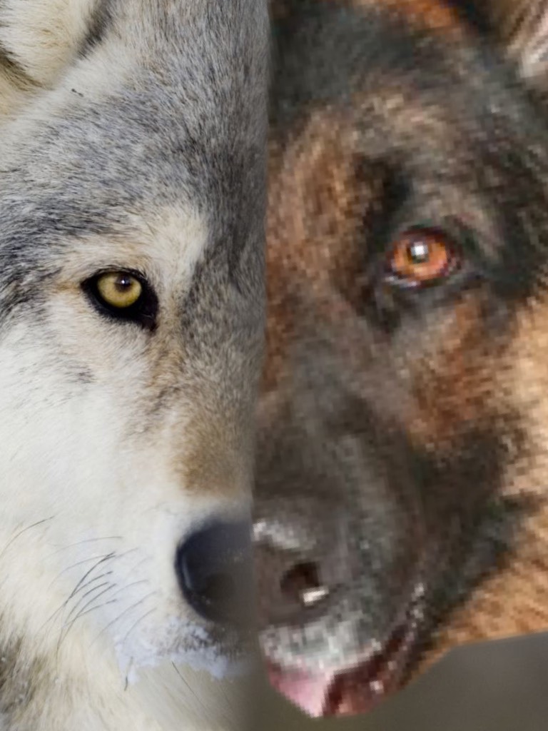 Half wolf half dog 