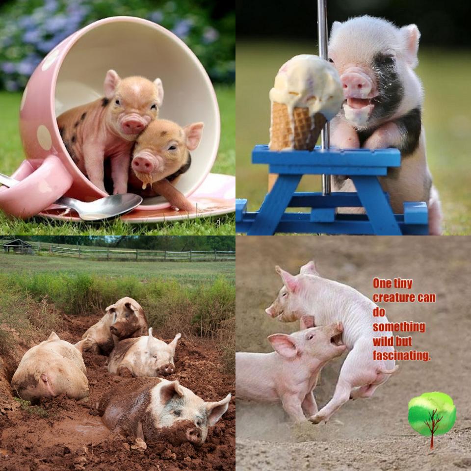 Pigs. Always getting dirty! 🐷