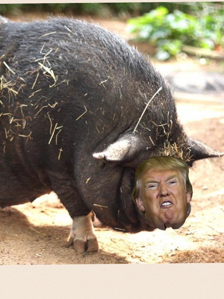 Welcoming the new president Donald Pigface