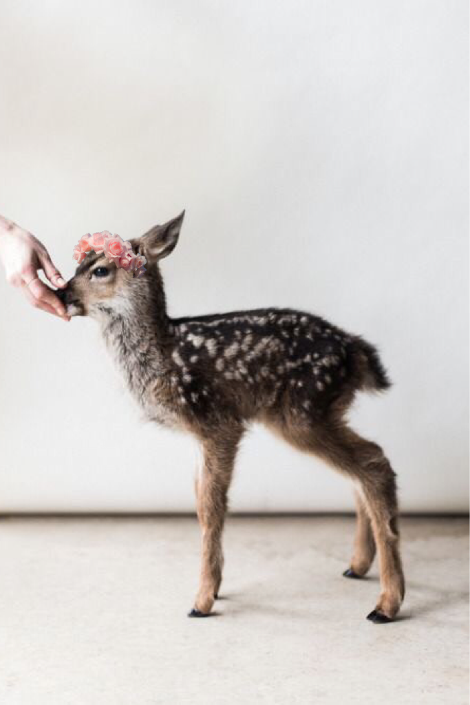 Couldn't resist putting a flower crown on this adorable deer!