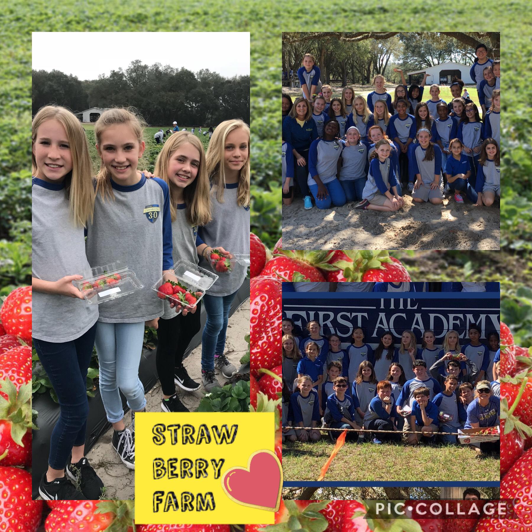 Last year  2017 5th grade  Strawberry Farm🍓


