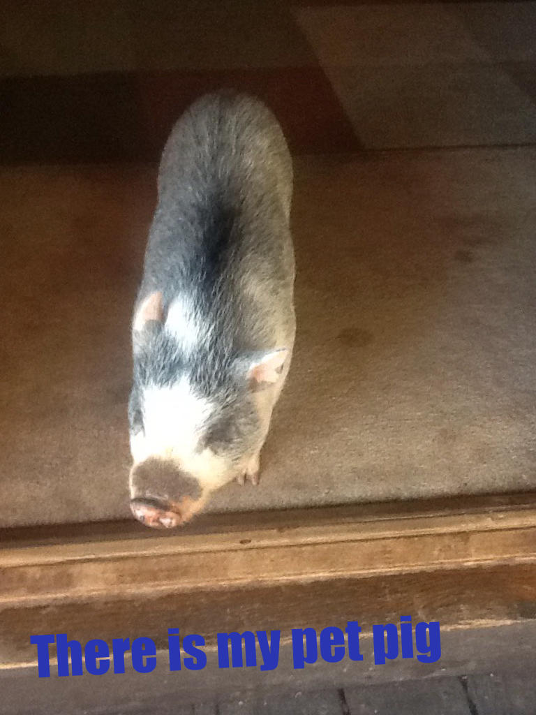 There is my pet pig please don't forget to follow heaven24 and comment 