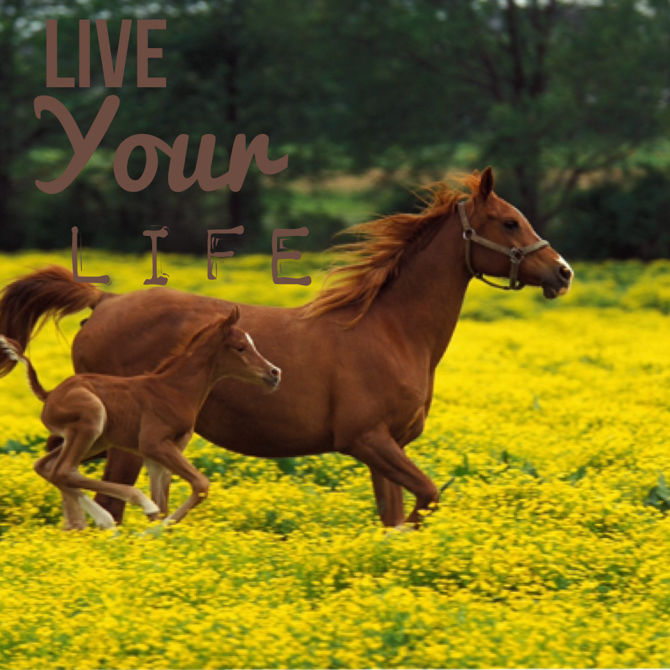 Live Your Life (and love horses)