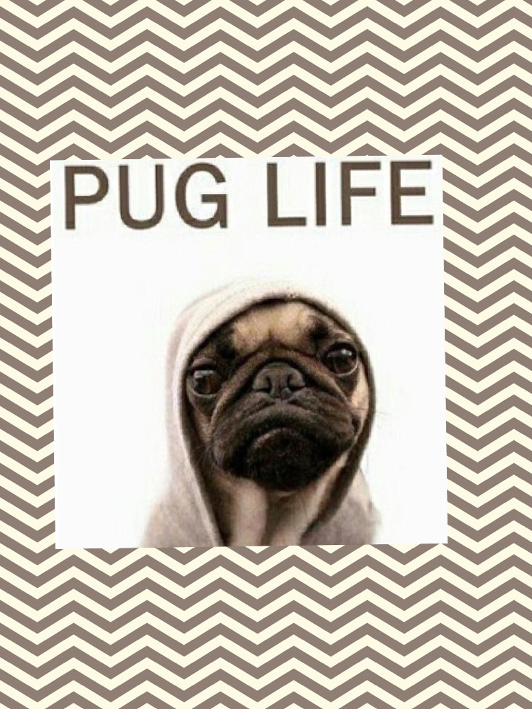 I love pug life 