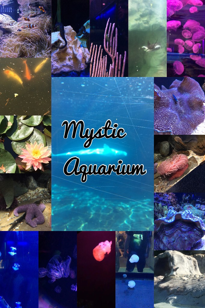 Mystic Aquarium 