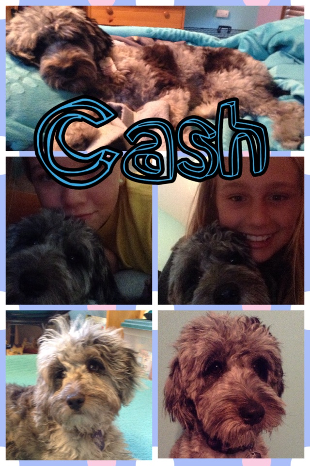 My favorite dog, Cash! He's an Aussiedoodle. #bestfriend