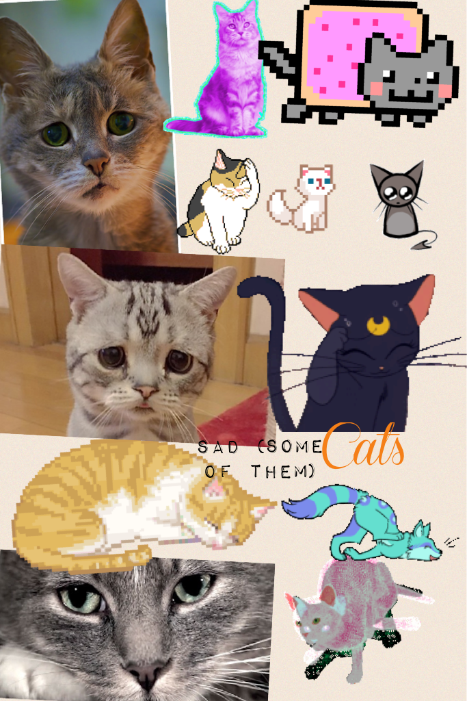 Sad cats (some of them )