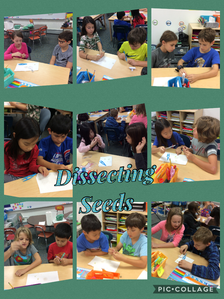 Learning about seed structure by dissecting. #d30learns #wbplays