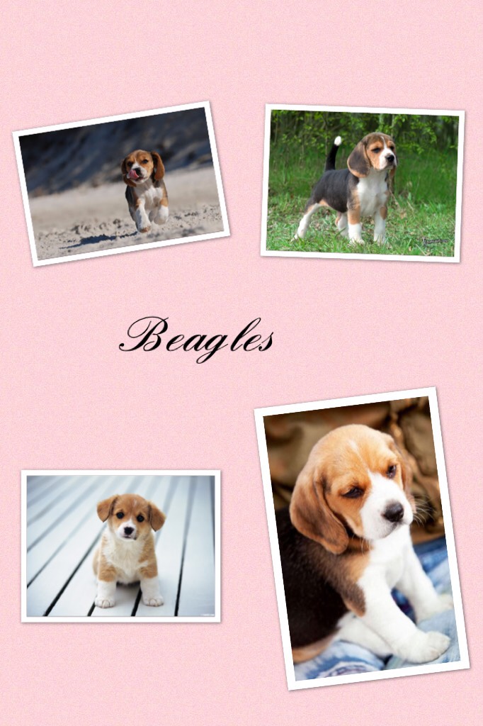 Beagles 💕