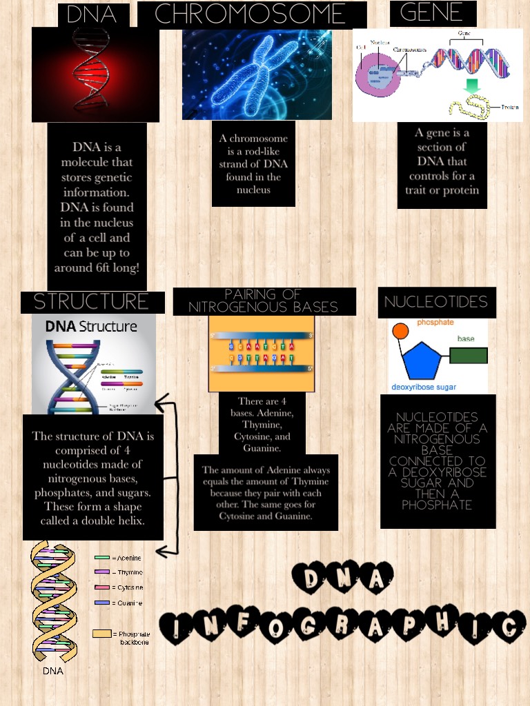 DNA INFOGRAPHIC