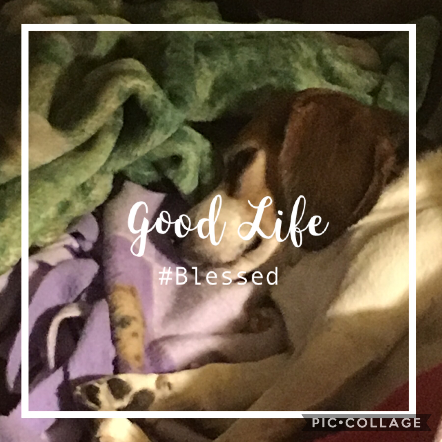 My little Jack Russell/ Beagle doggo, sweetie pie