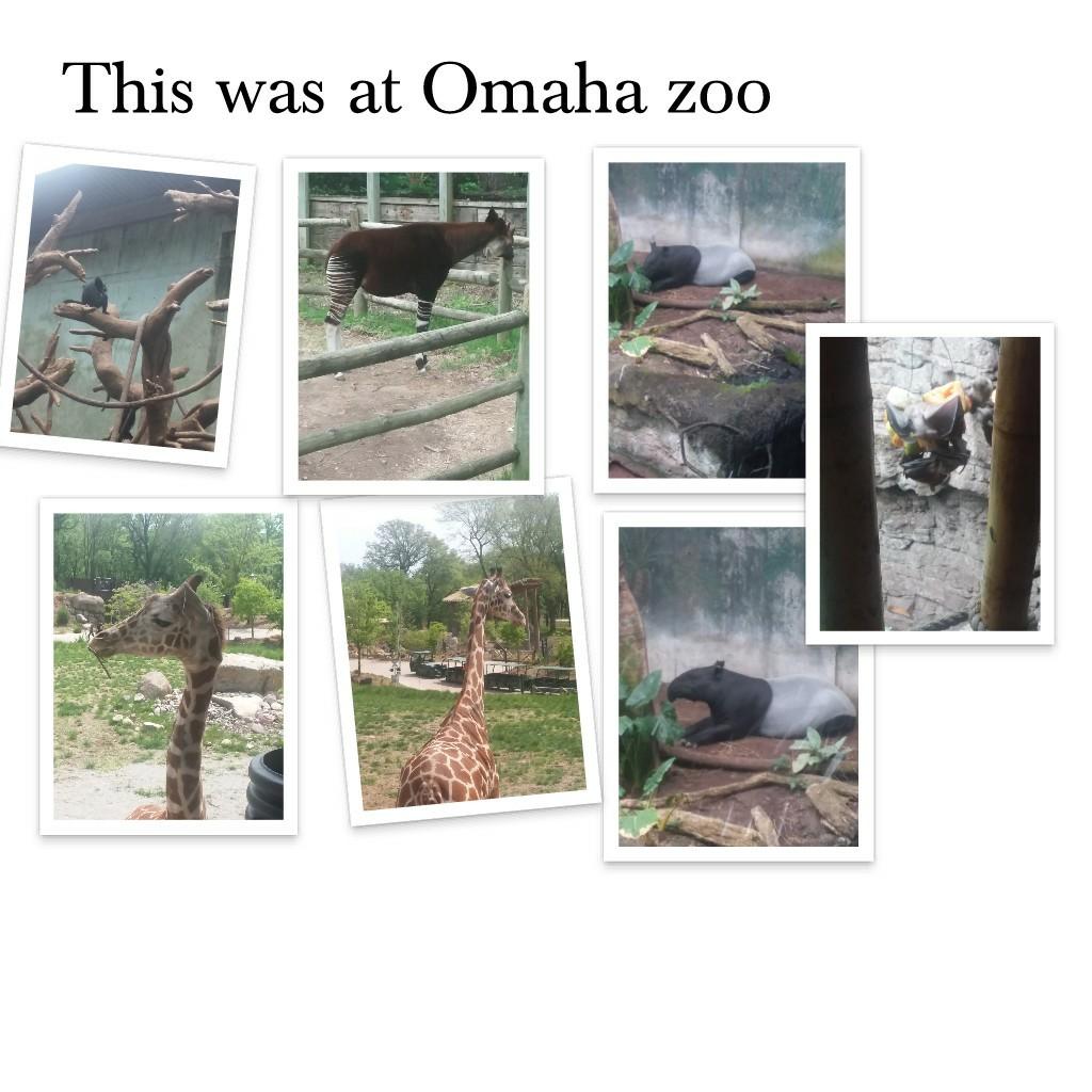 This was at Omaha zoo