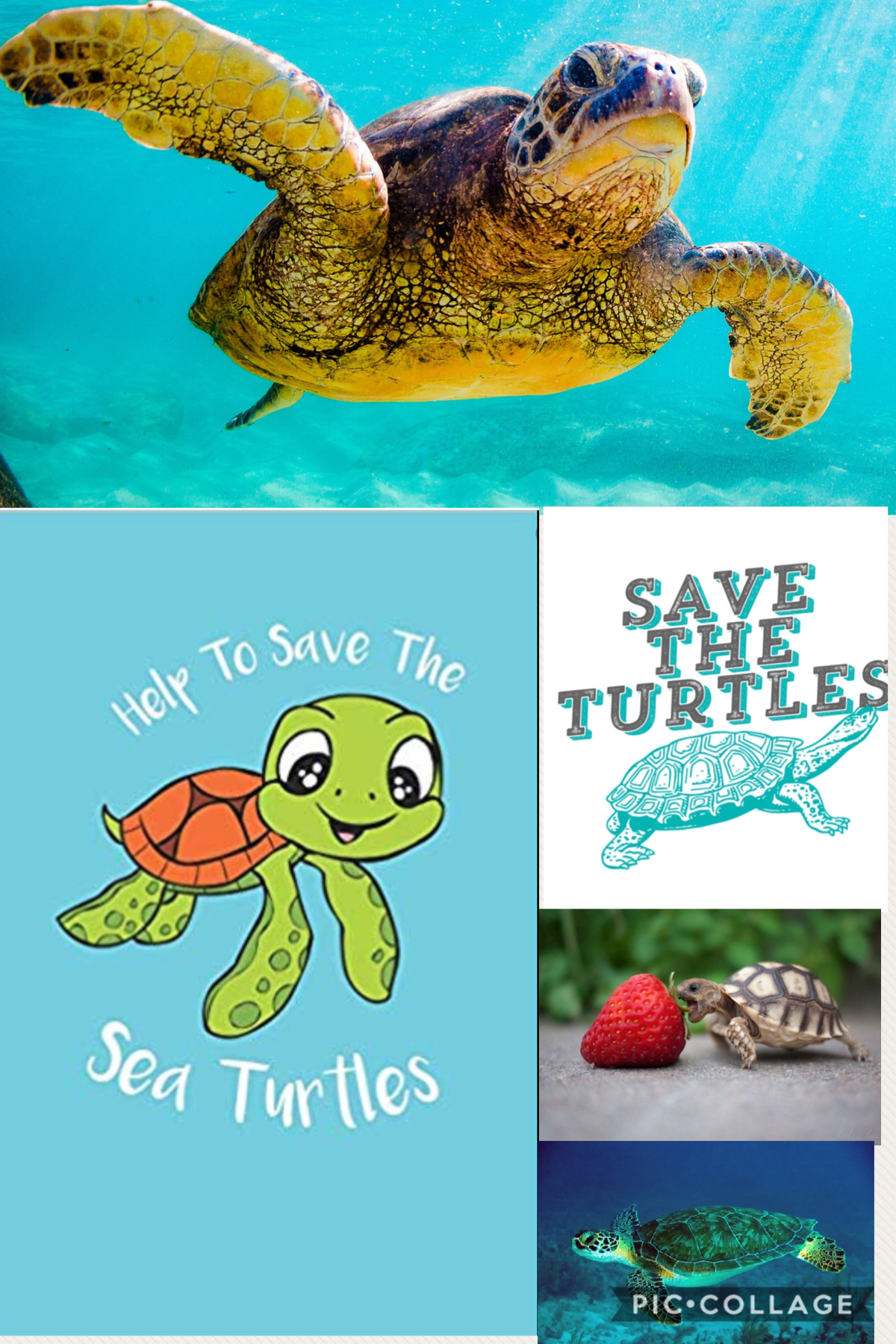 #save the turtles* and I oop*🌻
