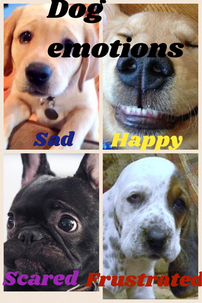 Dog emotions