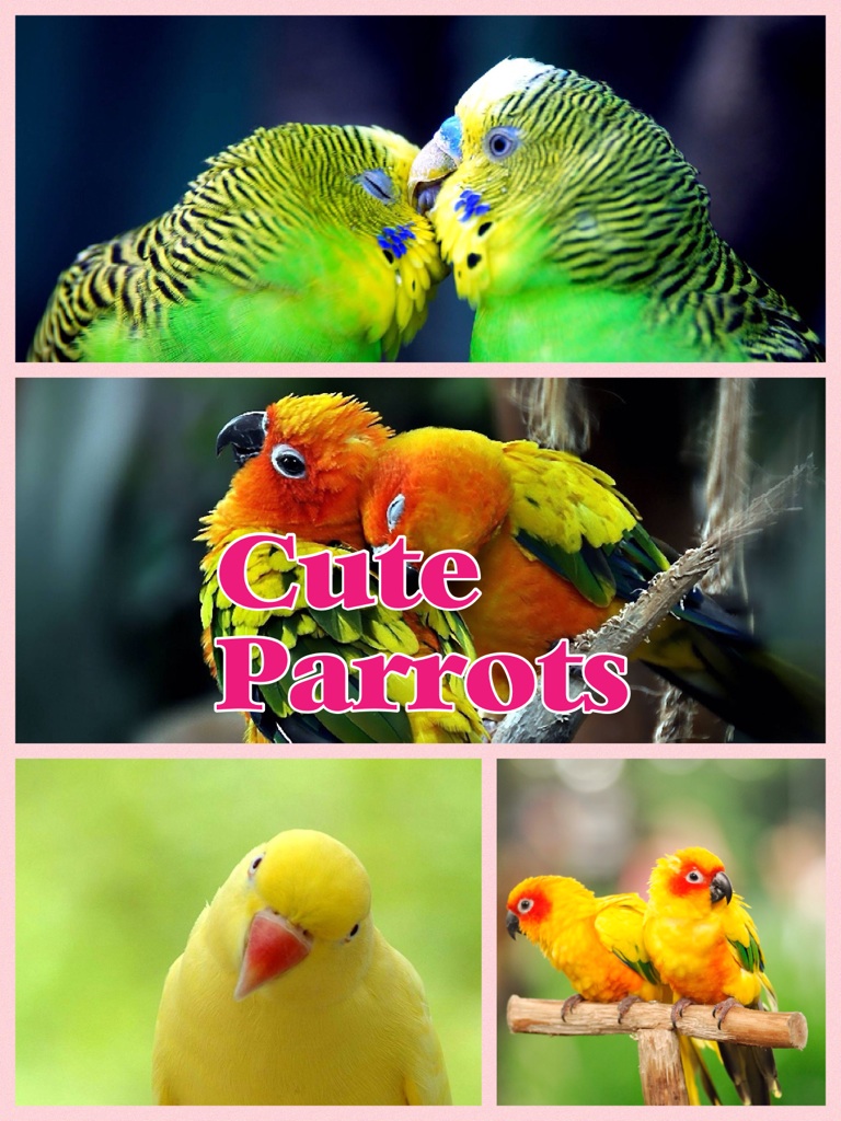 Cute Parrots