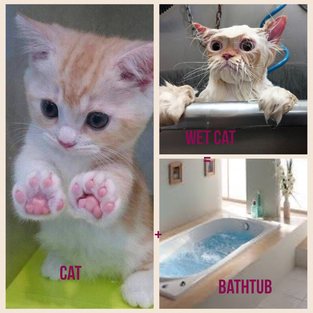 Cat plus bathtub equals wet cat