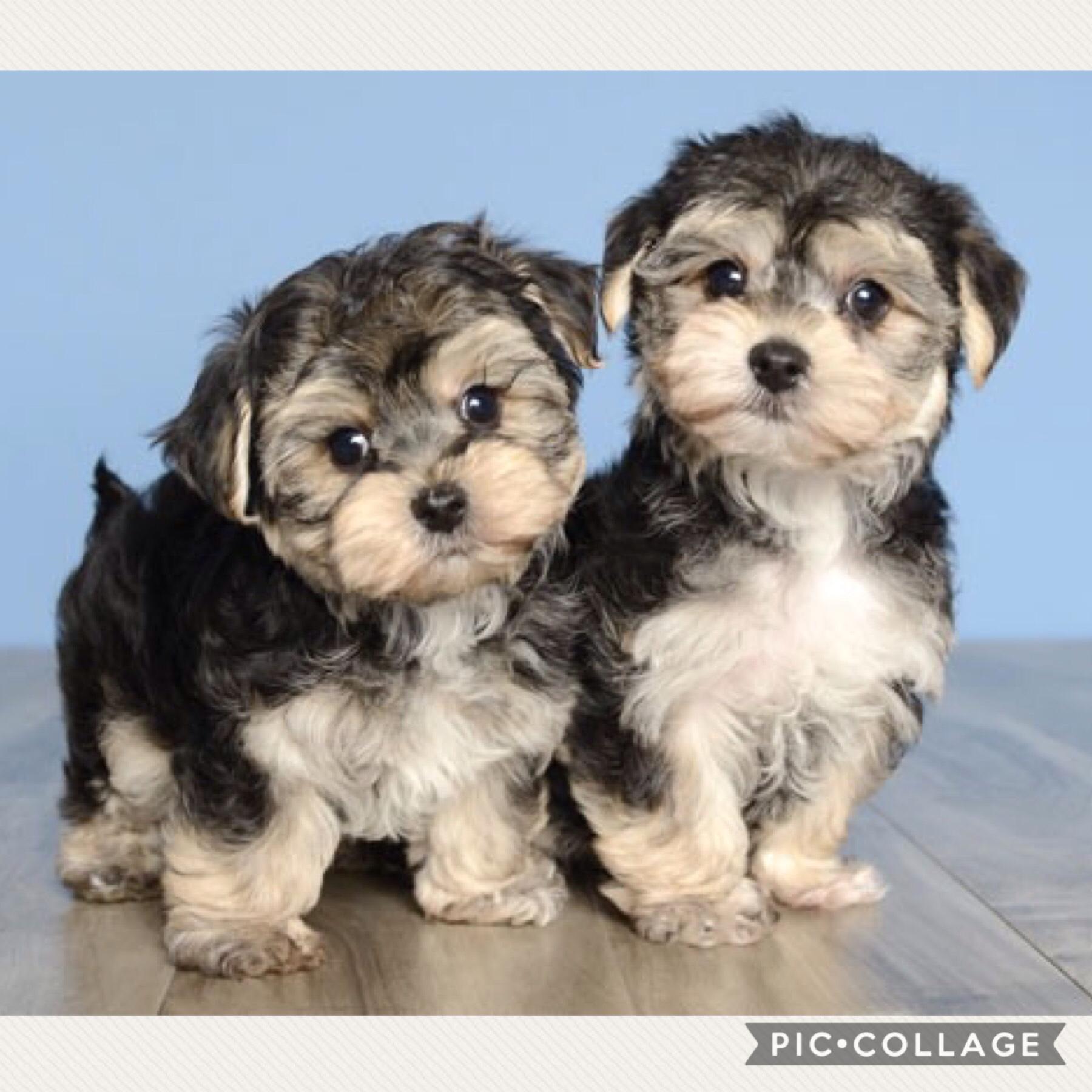Look at my to new puppies # got them today 