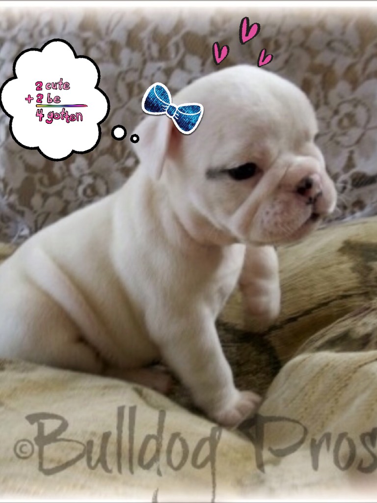 I am getting a white female bulldog at my mom’s an I hope it looks and thinks like this!!!!!