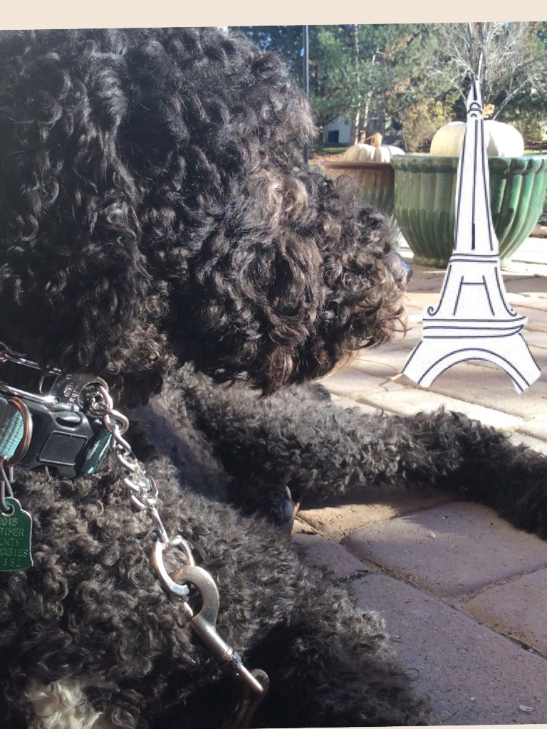Help my dog, Presto pray for Paris.☮