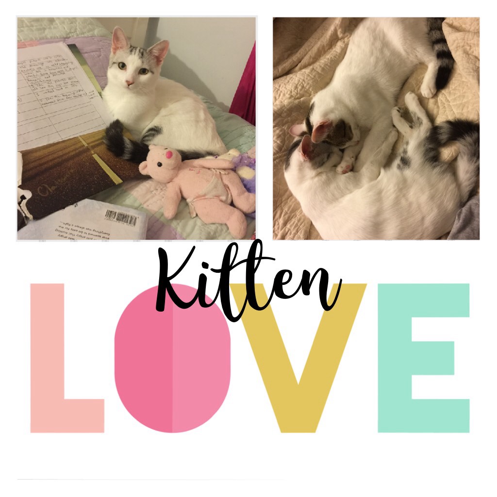 Kitten love! Respond with a collage of your kitties with #LuvMyCat(s). Let's see how far we take this!