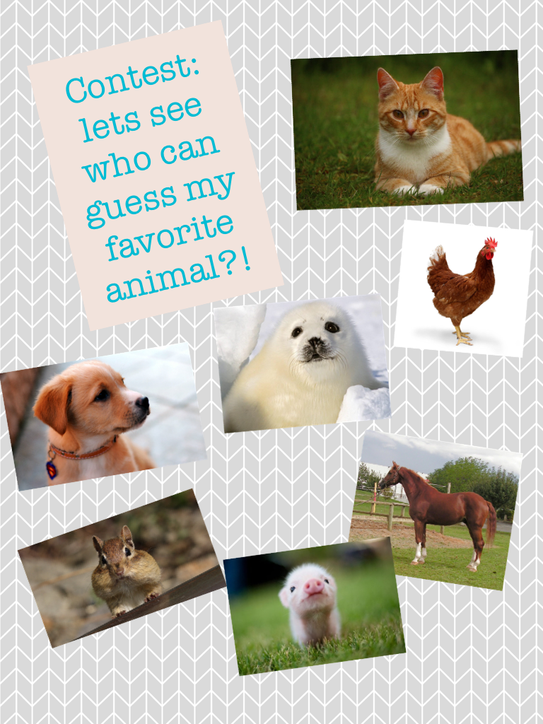 Contest: lets see who can guess my favorite animal?! Whoever can guess right, wins shoutout and spam!!!