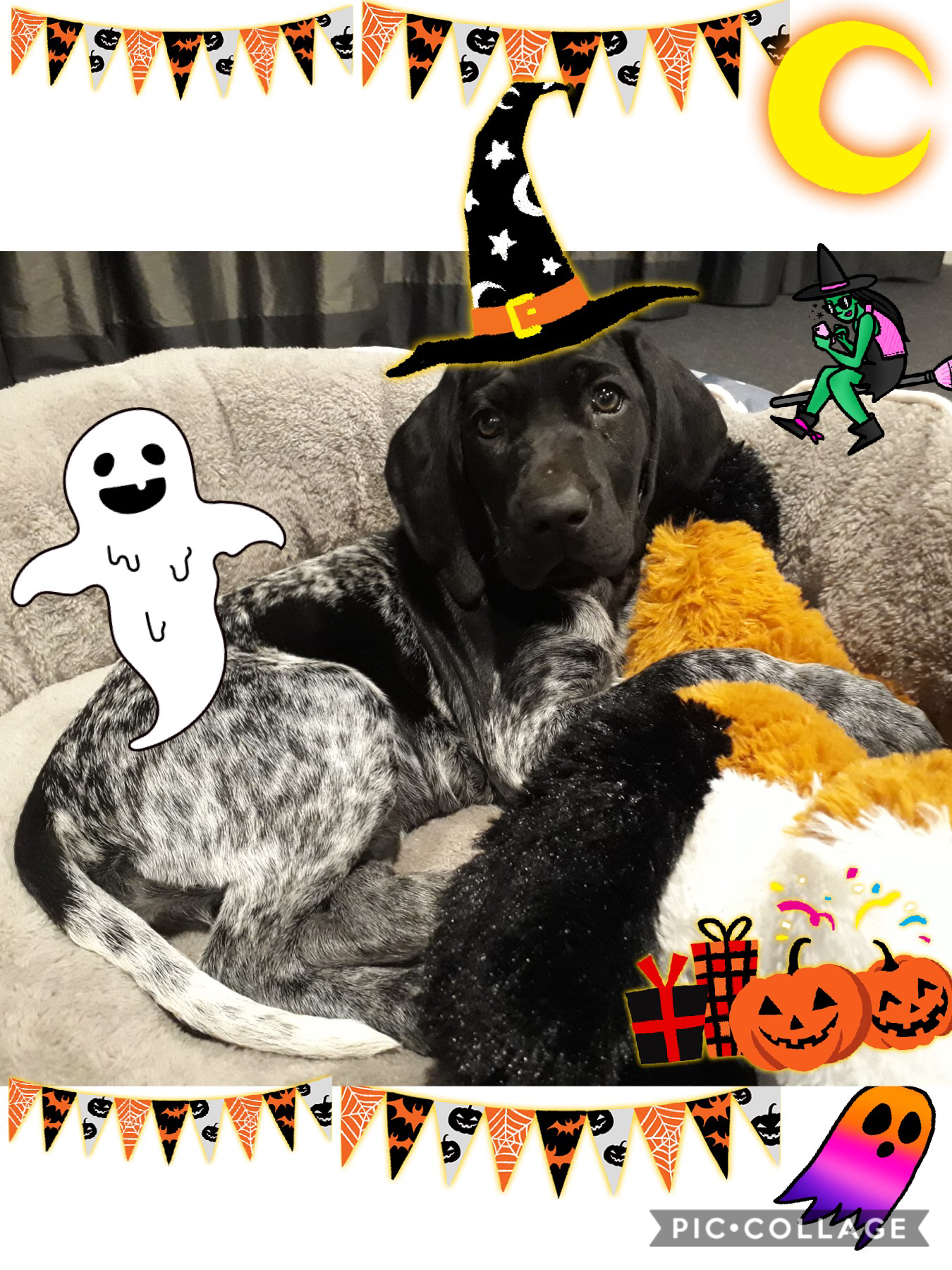 This is my haunted puppy Harley🎃🎃🎃🎃🎃🎃