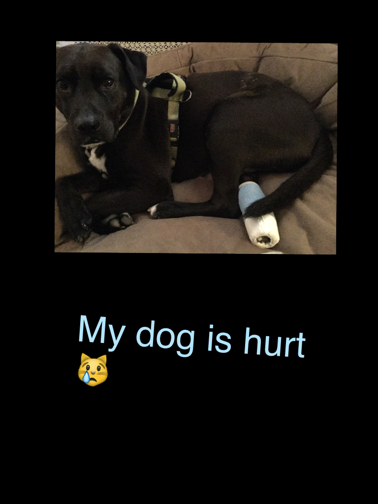 My dog is hurt 😿
