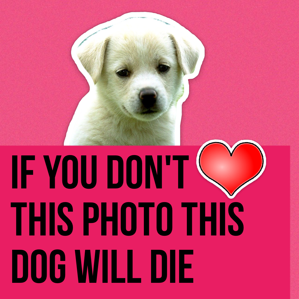 If you don't        This photo this dog will die