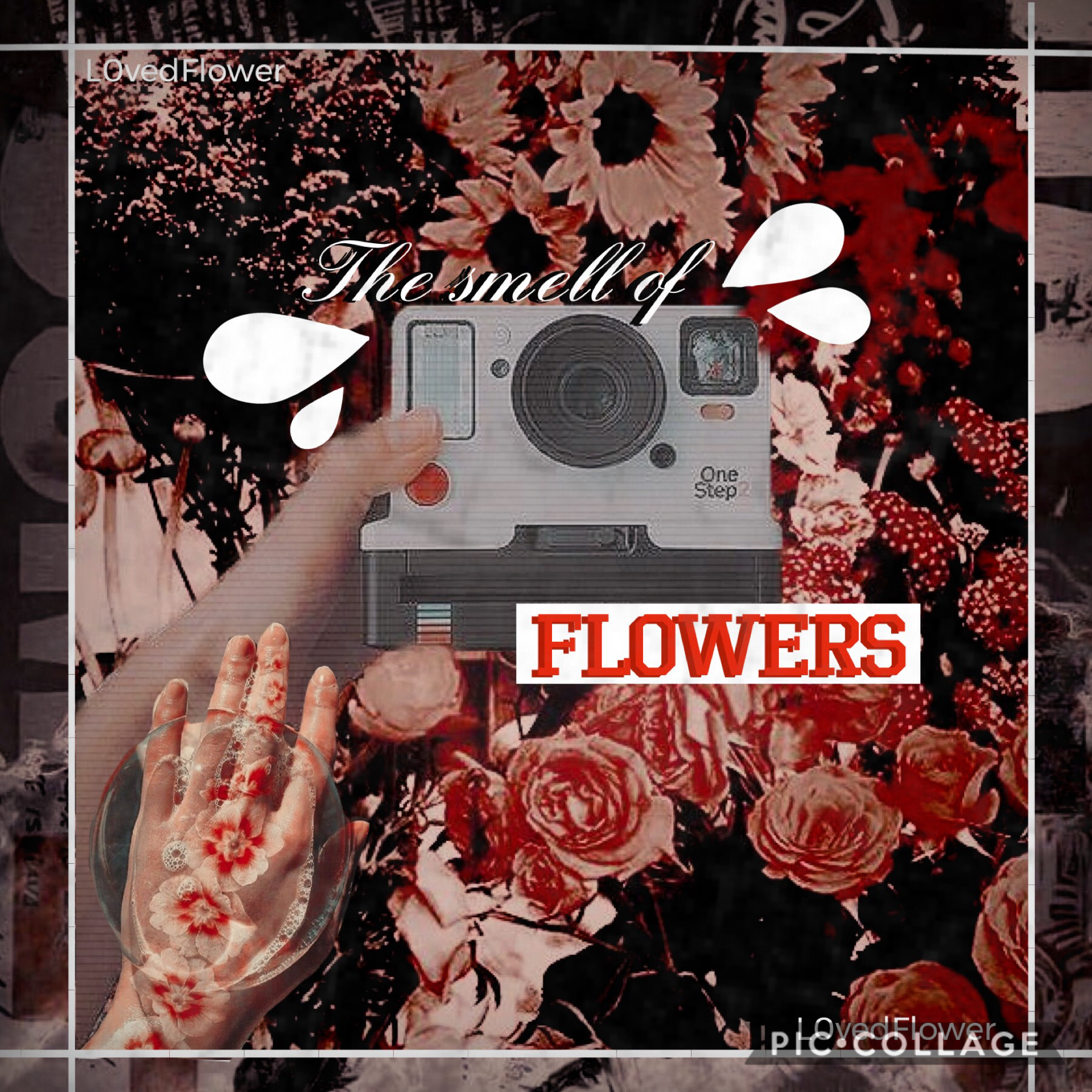 🌹✰ [click] ✰🌹 
🌹✰ I just randomly thought of this quote ✰🌹
🌹✰ “the smell of flowers” ✰🌹
🌹✰ flowers smell beautiful so yeah.. Hope you like this! ✰🌹
