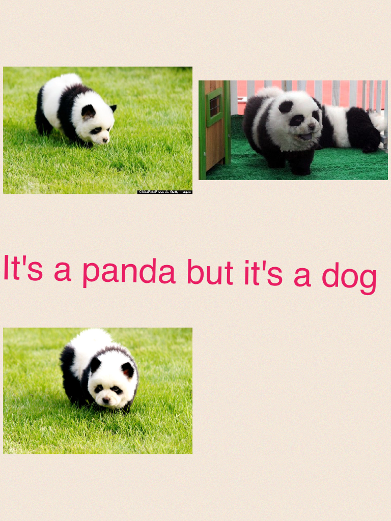 It's a panda but it's a dog