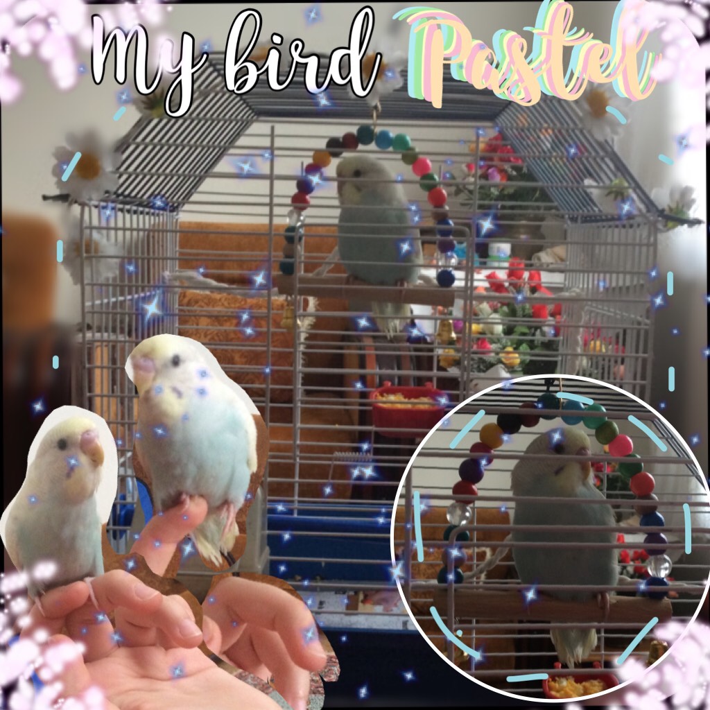 🐦TAP🐦
Here is my fabulous bird🐤
I hope you liked him!
Oh and yes, he is a boy. 
It's a little more harder to look after male birds than female ones! 
But no problem for me, he is mine!💋💋💋