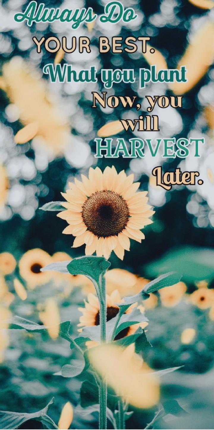 never forget what you have planted