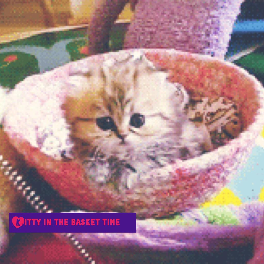 Kitty in the basket time