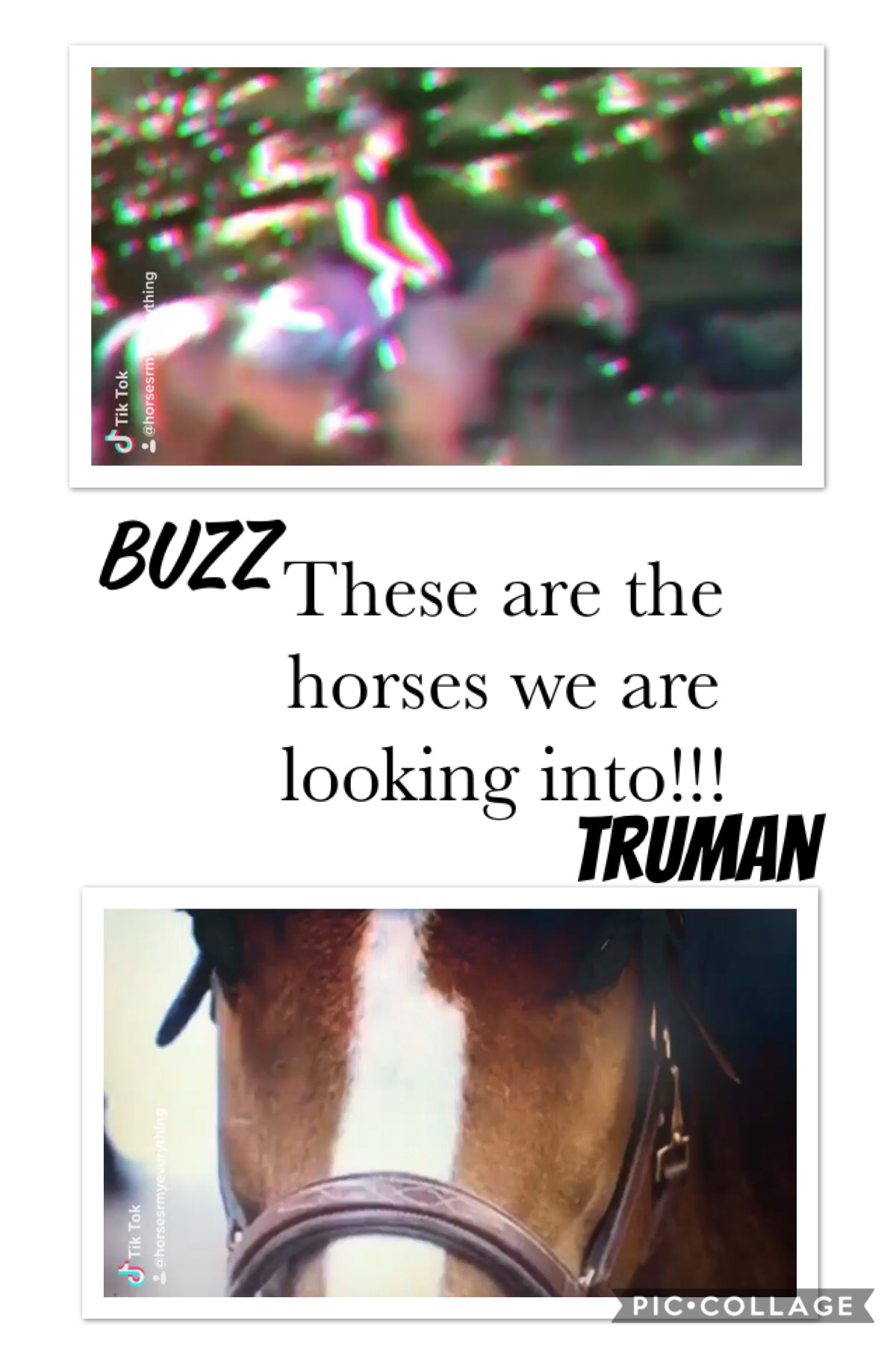 Horses we might buy!!!