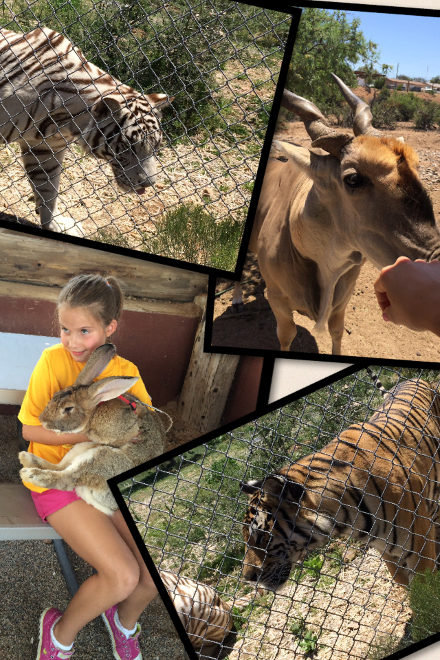 Up close & personal w/ some of Gods most amazing creatures! Gotta check out #OutofAfrica in Camp Verde, AZ!