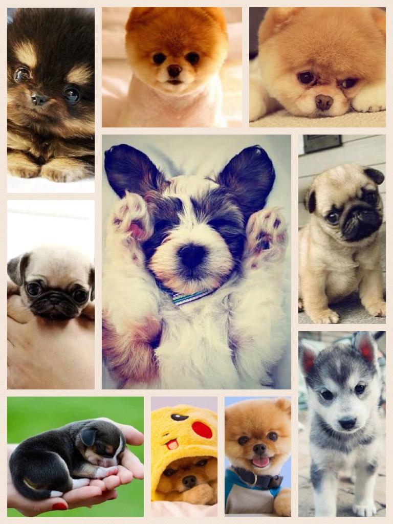 Cute Puppies!!!