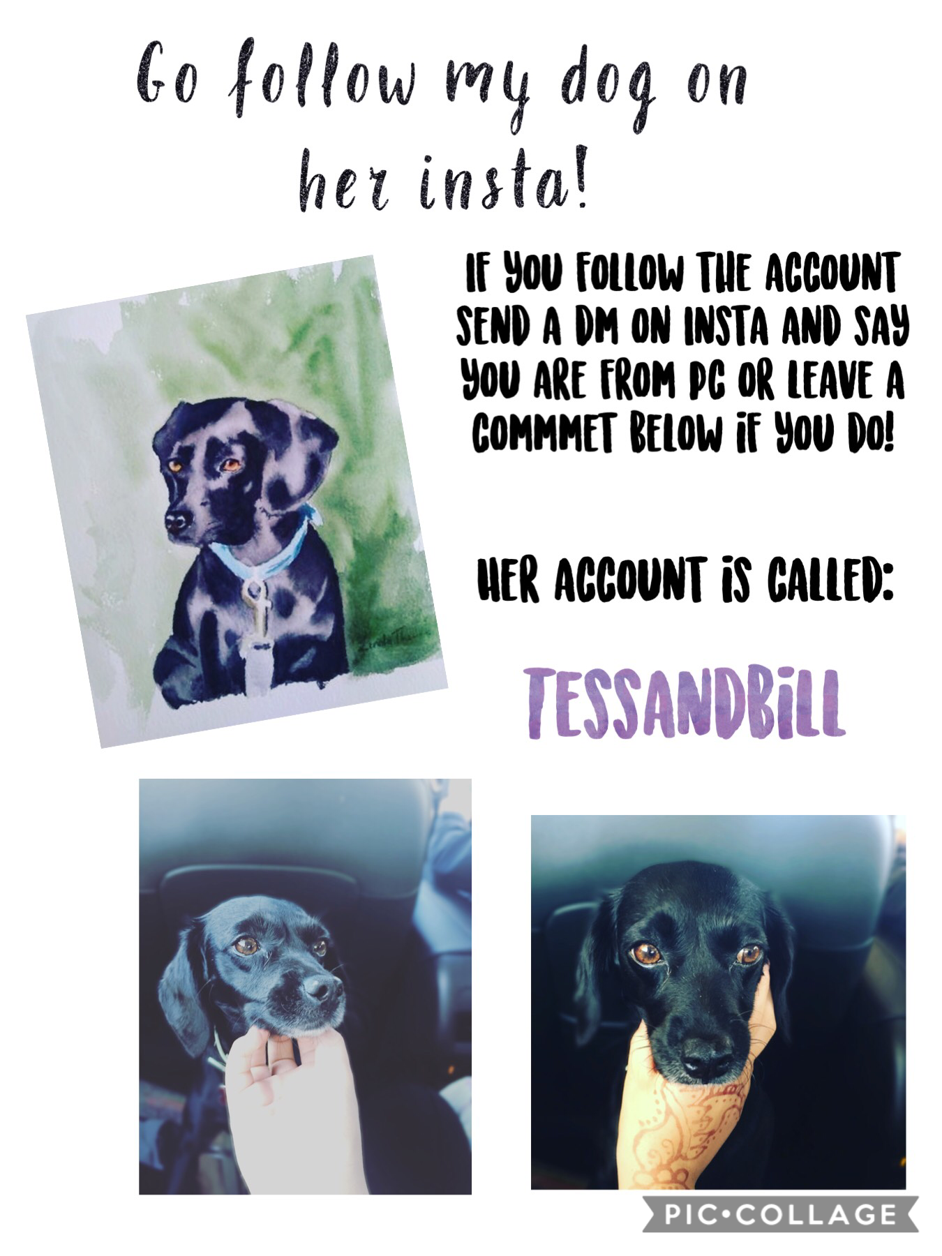 Thx so much if you follow her, plz let me know if you do so I can thank you. This account is called TESSANDBILL (it is called tesa and bill because my dog is called Tessa and it sometimes shows my cat who is called Billie!) plz don’t hesitate to ask more 