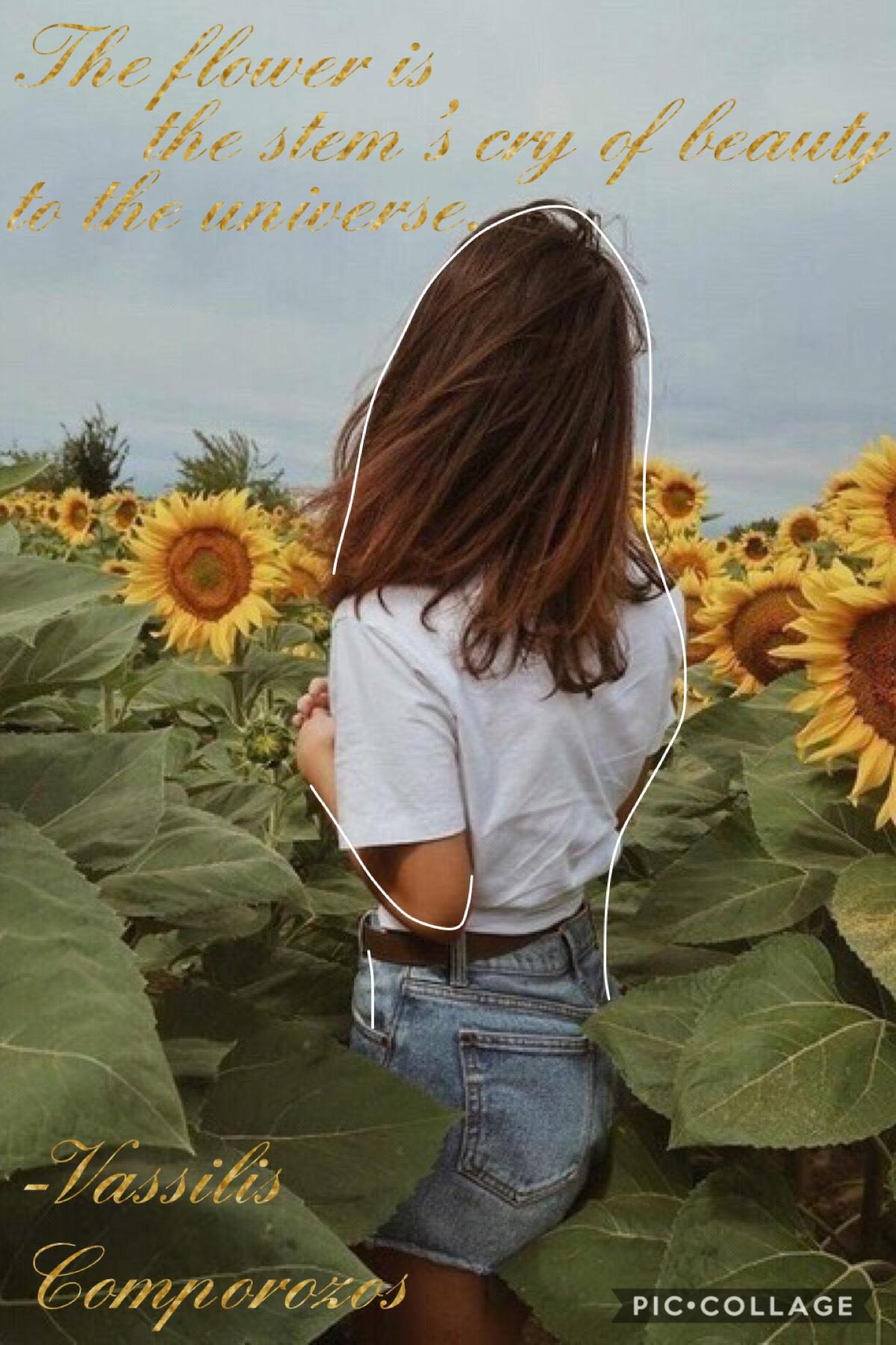 Sun kissed by sunflowers 