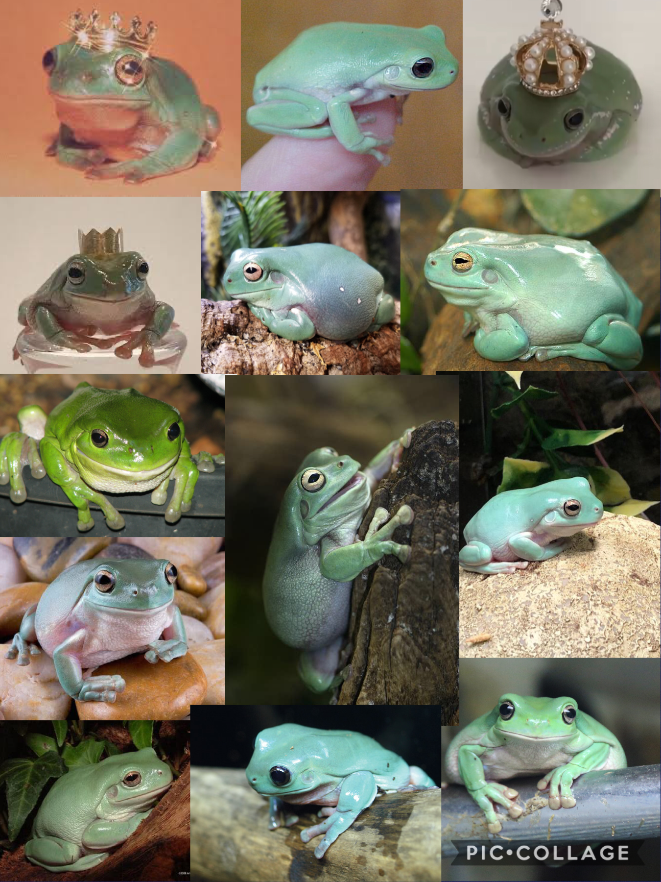 White’s Tree Frog Collage! You might know me from my old account @bubblewolf7878