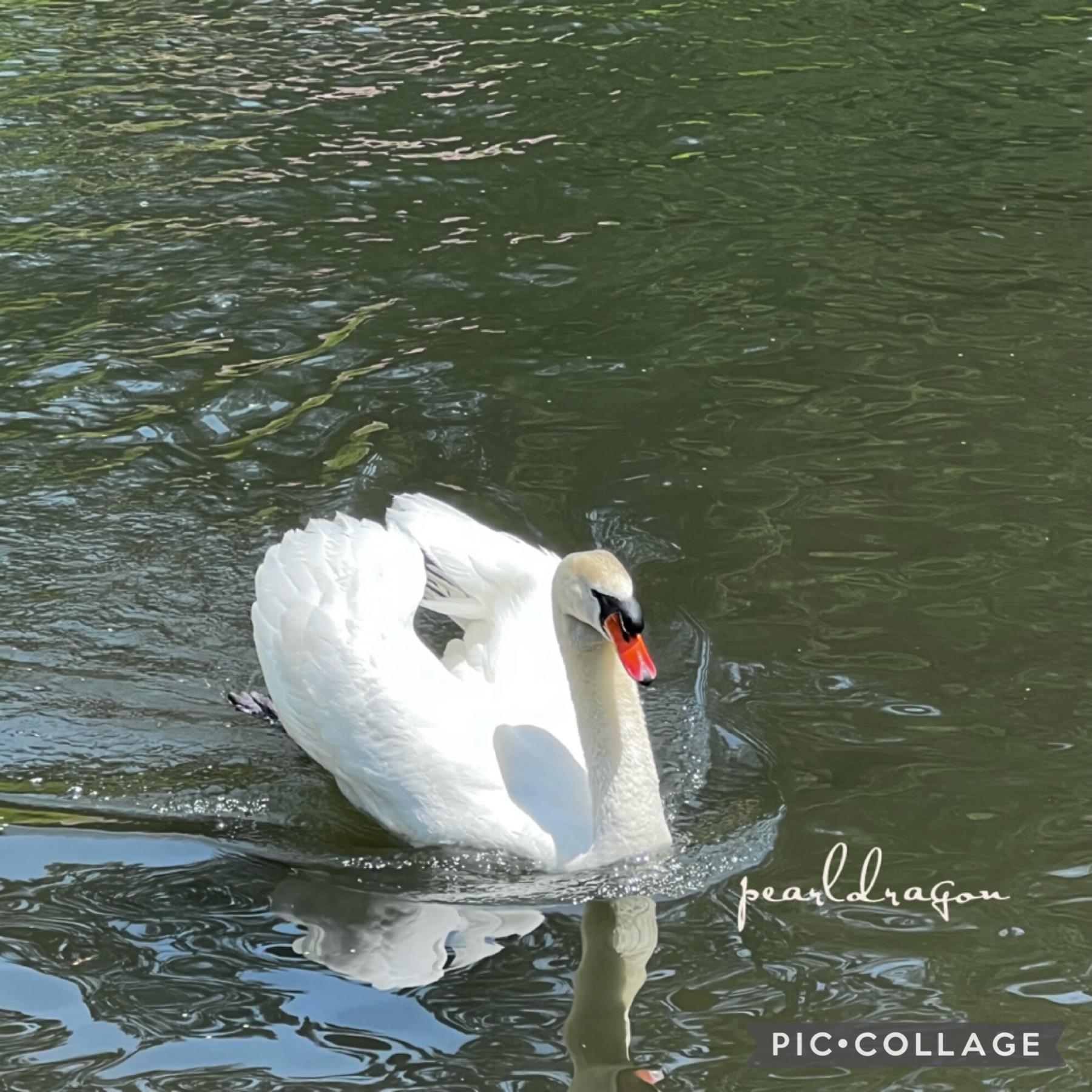 🦢tap🦢
The swan was low key staring at me while I was taking the picture lol