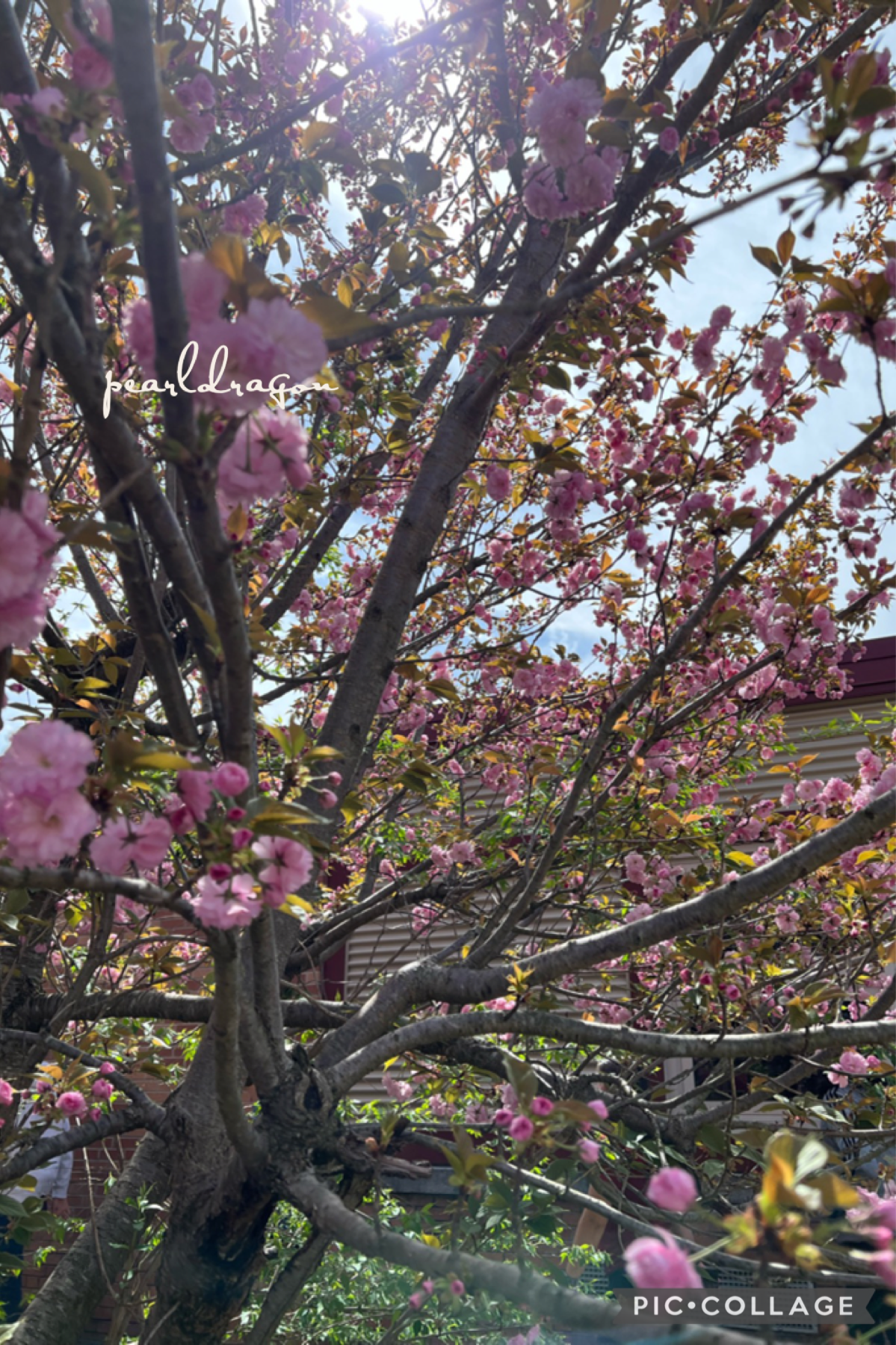 🌸tap🌸
I love cherry blossoms :D