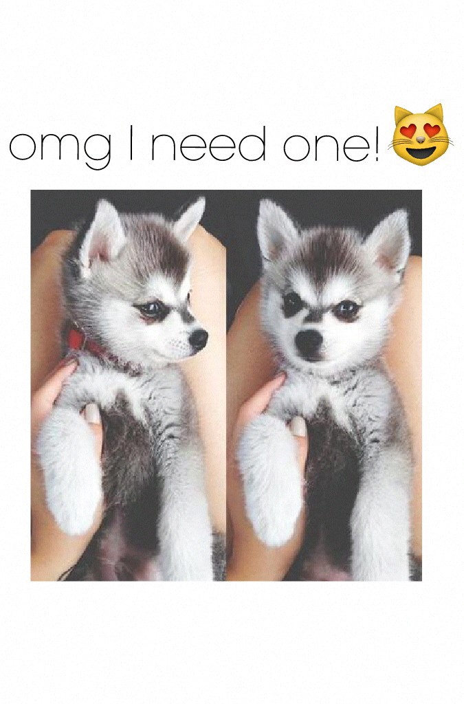 omg I need one! #cute #husky