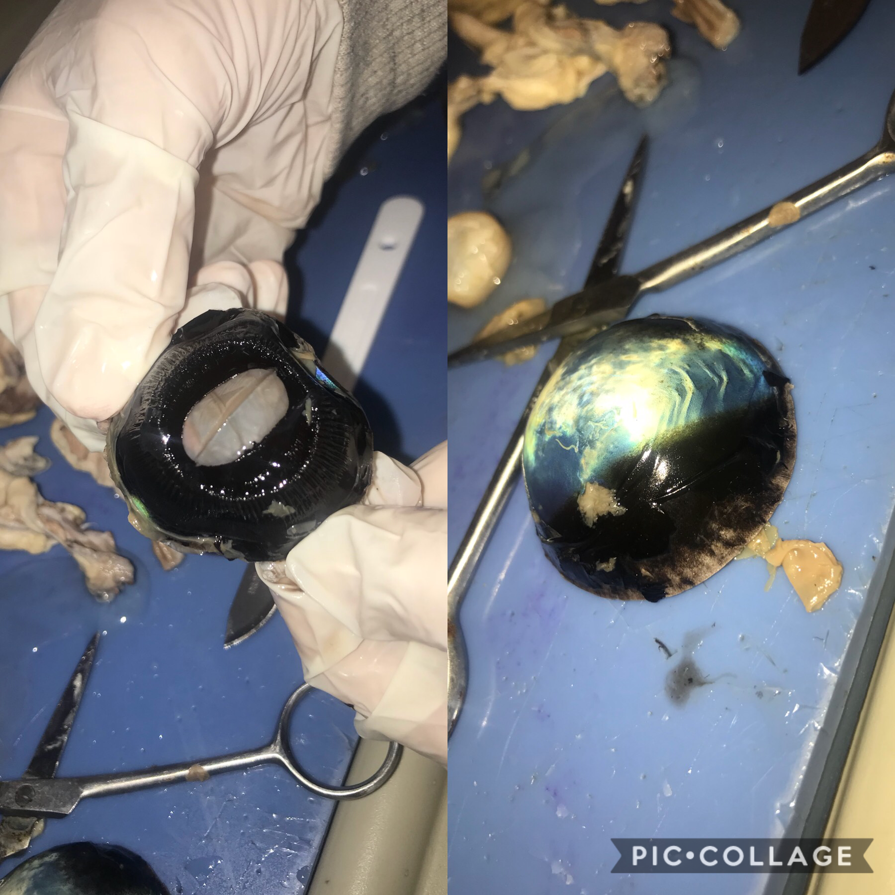 Look its a cow eye inside out