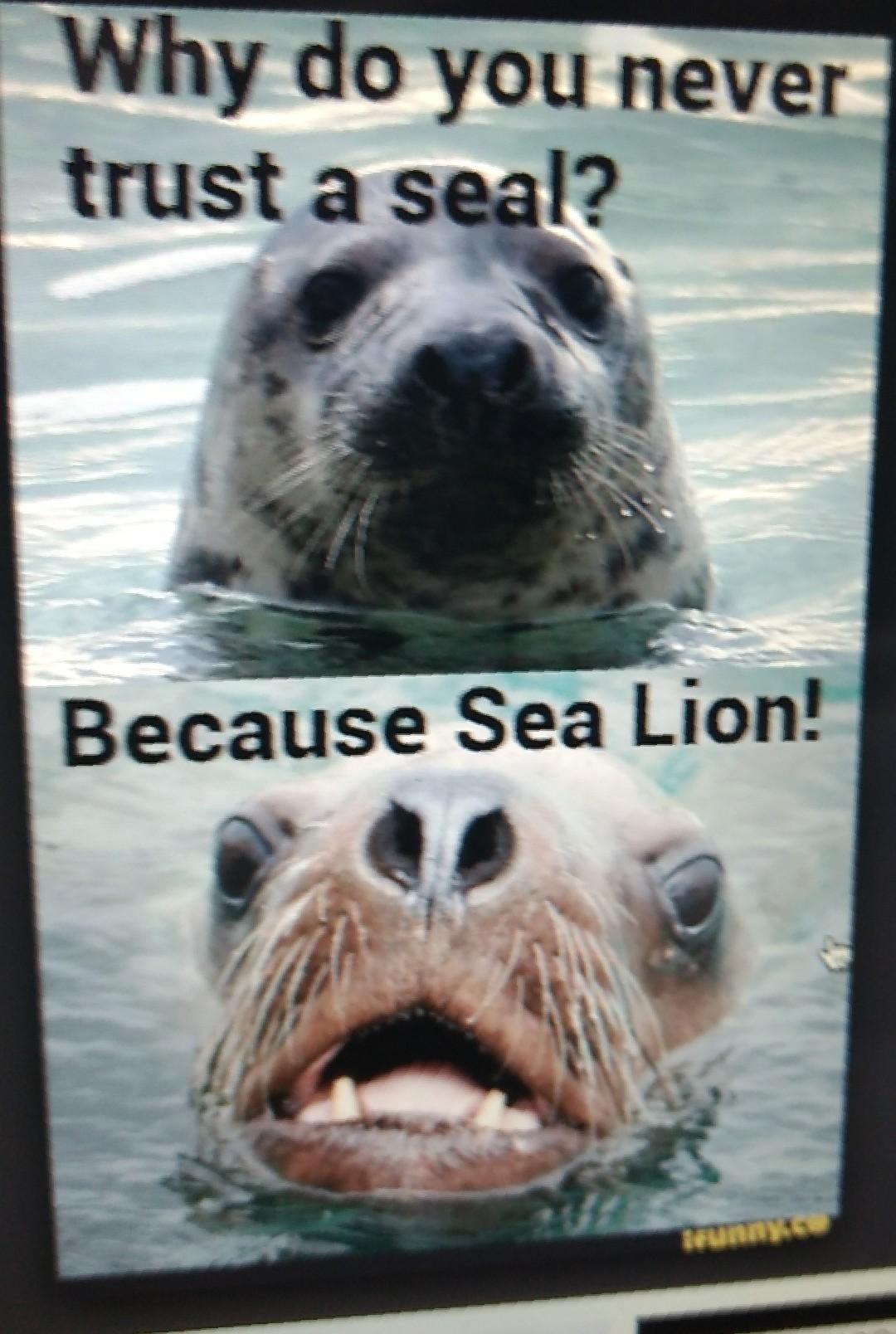 sea lion!!